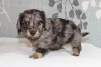 Ivy, a female Miniature Dachshund for sale in Richland, MO – 9 of 10