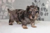 Ivy, a female Miniature Dachshund for sale in Richland, MO – 6 of 10