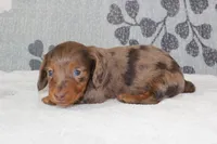 Skipper, a male Miniature Dachshund for sale in Richland, MO – 4 of 7