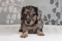 Ivy, a female Miniature Dachshund for sale in Richland, MO – 4 of 10