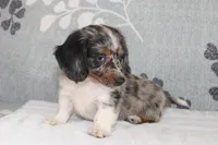 Chip, a male Miniature Dachshund for sale in Richland, MO – 1 of 6