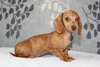 Ruby, a female Miniature Dachshund for sale in Richland, MO – 2 of 10