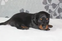 Otto, a male Miniature Dachshund for sale in Richland, MO – 2 of 5
