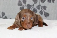 Coco, a female Miniature Dachshund for sale in Richland, MO – 3 of 8