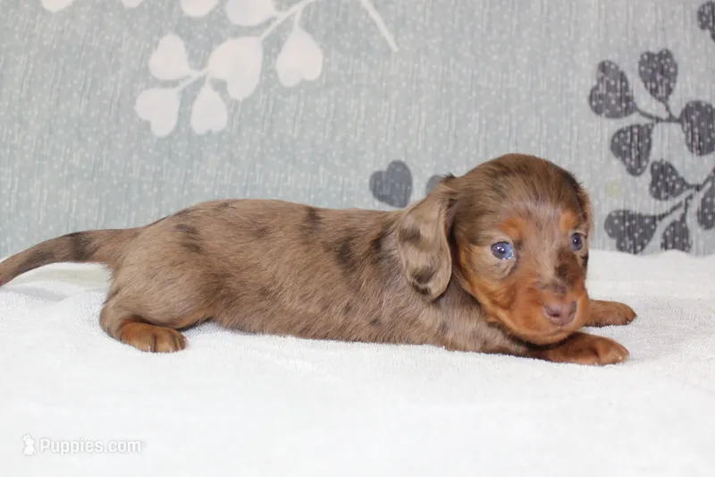 Skipper – Miniature Dachshund puppy for sale in Richland, MO