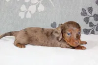 Skipper, a male Miniature Dachshund for sale in Richland, MO – 1 of 7