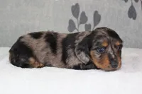 Sophie, a female Miniature Dachshund for sale in Richland, MO – 3 of 10