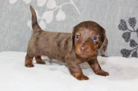 Skipper, a male Miniature Dachshund for sale in Richland, MO – 2 of 7