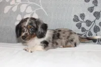 Chip, a male Miniature Dachshund for sale in Richland, MO – 6 of 6
