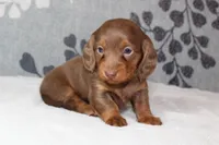 Ellie, a female Miniature Dachshund for sale in Richland, MO – 2 of 10