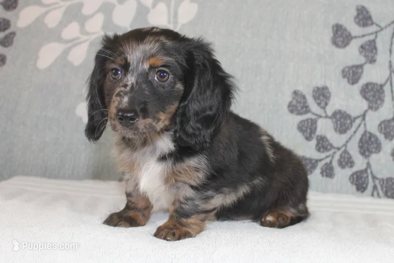 Bear – Miniature Dachshund puppy for sale in Richland, MO