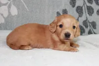 Buddy, a male Miniature Dachshund for sale in Richland, MO – 9 of 10