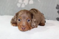 Finn, a male Miniature Dachshund for sale in Richland, MO – 2 of 6