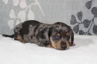 Willow, a female Miniature Dachshund for sale in Richland, MO – 4 of 10