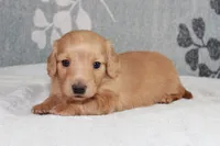Buddy, a male Miniature Dachshund for sale in Richland, MO – 1 of 10