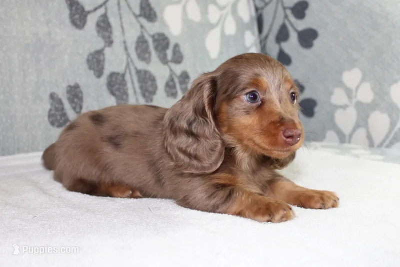 Finn – Miniature Dachshund puppy for sale in Richland, MO