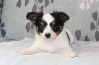 Ollie, a male Papillon for sale in Richland, MO – Photo 9 of 10