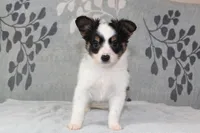 Ollie, a male Papillon for sale in Richland, MO – Photo 8 of 10