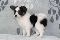 Ollie, a male Papillon for sale in Richland, MO – Photo 6 of 10