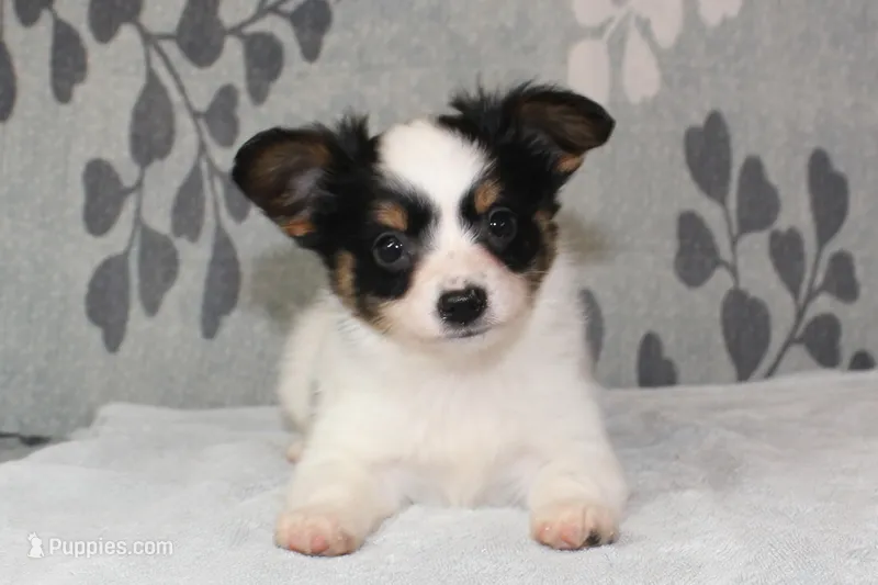 Ollie – Papillon puppy for sale in Richland, MO