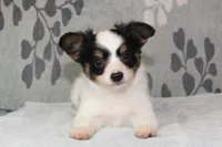 Ollie, a male Papillon for sale in Richland, MO – Photo 1 of 10