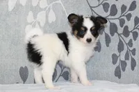 Ollie, a male Papillon for sale in Richland, MO – Photo 5 of 10