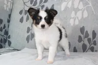 Ollie, a male Papillon for sale in Richland, MO – Photo 4 of 10