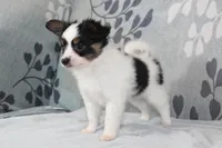 Ollie, a male Papillon for sale in Richland, MO – Photo 2 of 10