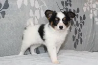 Ollie, a male Papillon for sale in Richland, MO – Photo 10 of 10