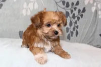 BamBam, a male Papillon and Poodle - Toy  for sale in Richland, MO – Photo 6 of 10