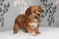 BamBam, a male Papillon and Poodle - Toy  for sale in Richland, MO – Photo 8 of 10