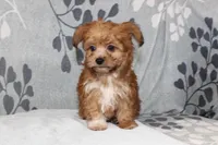 BamBam, a male Papillon and Poodle - Toy  for sale in Richland, MO – Photo 4 of 10