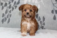 BamBam, a male Papillon and Poodle - Toy  for sale in Richland, MO – Photo 5 of 10