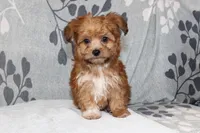 BamBam, a male Papillon and Poodle - Toy  for sale in Richland, MO – Photo 2 of 10