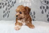 BamBam, a male Papillon and Poodle - Toy  for sale in Richland, MO – Photo 7 of 10