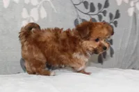 BamBam, a male Papillon and Poodle - Toy  for sale in Richland, MO – Photo 9 of 10