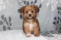 BamBam, a male Papillon and Poodle - Toy  for sale in Richland, MO – Photo 10 of 10