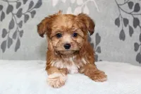 BamBam, a male Papillon and Poodle - Toy  for sale in Richland, MO – Photo 1 of 10