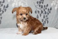 BamBam, a male Papillon and Poodle - Toy  for sale in Richland, MO – Photo 3 of 10