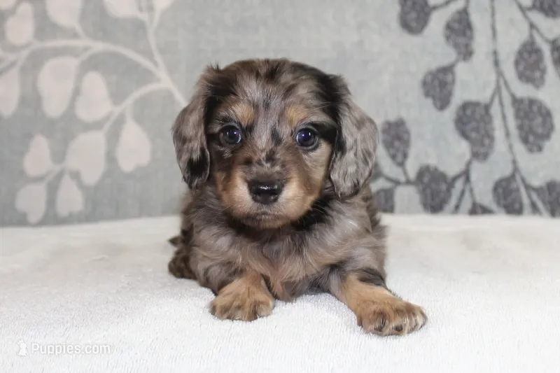 Ivy – Miniature Dachshund puppy for sale in Richland, MO
