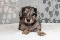 Ivy, a female Miniature Dachshund for sale in Richland, MO – 1 of 10