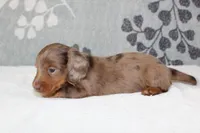 Finn, a male Miniature Dachshund for sale in Richland, MO – 4 of 6