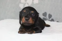 Otto, a male Miniature Dachshund for sale in Richland, MO – 4 of 5