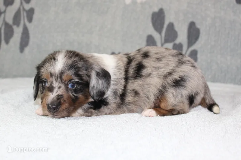 Chip – Miniature Dachshund puppy for sale in Richland, MO