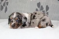 Chip, a male Miniature Dachshund for sale in Richland, MO – 1 of 5