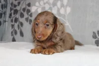 Finn, a male Miniature Dachshund for sale in Richland, MO – 3 of 10