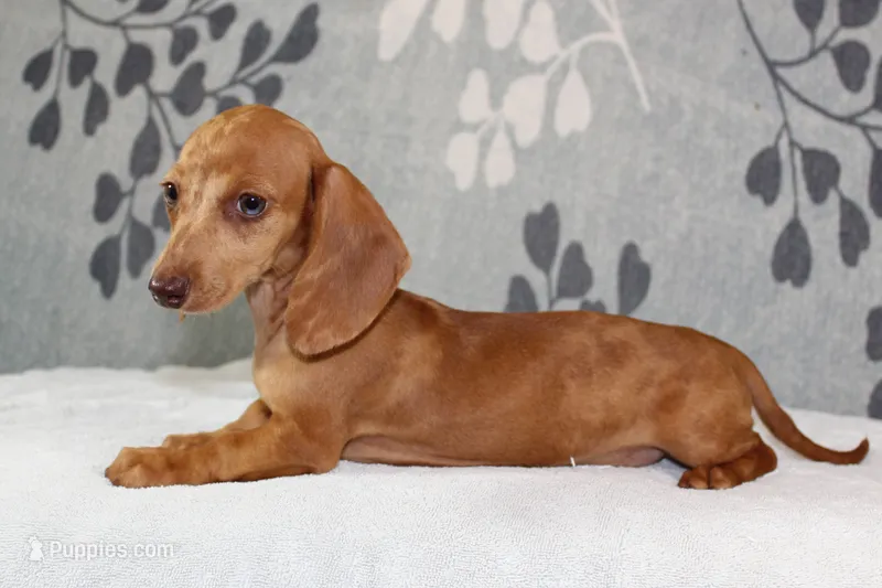 Ruby – Miniature Dachshund puppy for sale in Richland, MO
