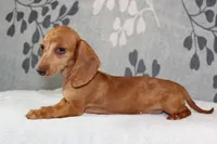 Ruby, a female Miniature Dachshund for sale in Richland, MO – 1 of 10