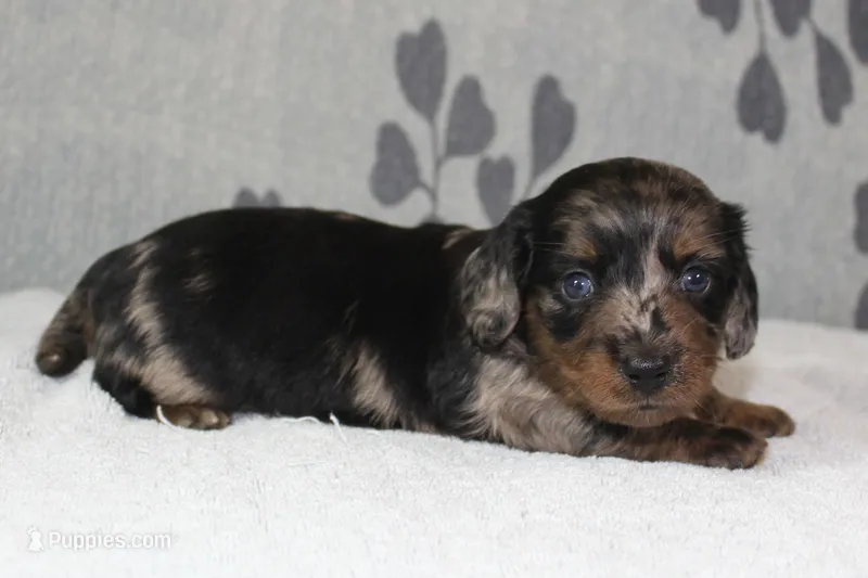Gus – Miniature Dachshund puppy for sale in Richland, MO