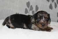 Gus, a male Miniature Dachshund for sale in Richland, MO – 1 of 7